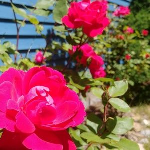 Meet your Posher, Andrea